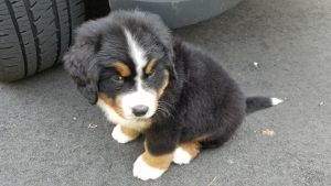 Bernese Mountain Dog